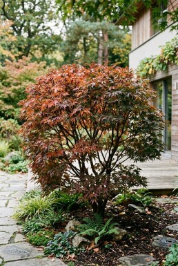 Acer palmatum 'Jerre Schwartz' struik 150-175 cm C35