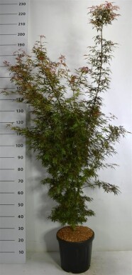 Acer palmatum 'Jerre Schwartz' struik 150-175 cm C35