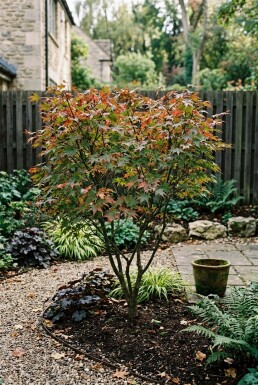 Acer palmatum 'Jerre Schwartz' struik 150-175 cm C35