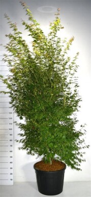 Acer palmatum 'Katsura' struik 200-225 cm C70
