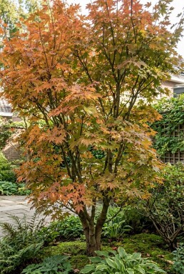 Acer palmatum 'Katsura' struik 200-225 cm C70