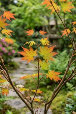 Acer palmatum 'Katsura' struik 200-225 cm C70