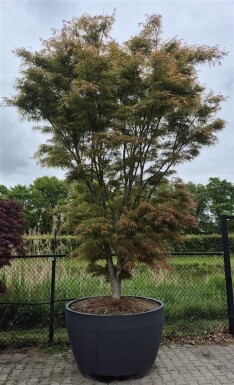 Acer palmatum 'Linearilobum' struik 350-400 cm C1040