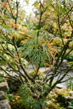 Acer palmatum 'Linearilobum' struik 350-400 cm C1040