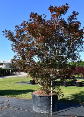 Acer palmatum 'Masu-kagami' struik 300-350 cm C600