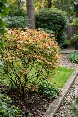 Acer palmatum 'Masu-kagami' struik 300-350 cm C600