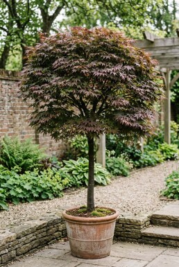 Acer palmatum 'Nigrum' bolvorm op stam 150 cm C230