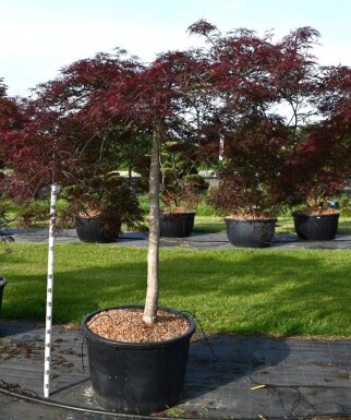Acer palmatum 'Nigrum' bolvorm op stam 150 cm C230
