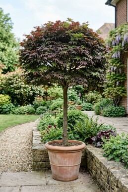 Acer palmatum 'Nigrum' bolvorm op stam 150 cm C230