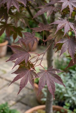 Acer palmatum 'Nigrum' bolvorm op stam 150 cm C230