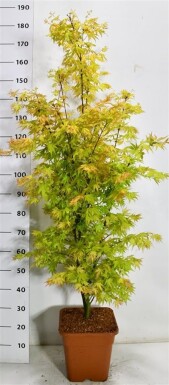 Acer palmatum 'Orange Dream' struik 125/+ cm C15