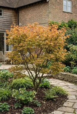 Acer palmatum 'Orange Dream' struik 125/+ cm C15