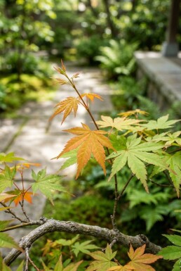 Acer palmatum 'Orange Dream' struik 125/+ cm C15