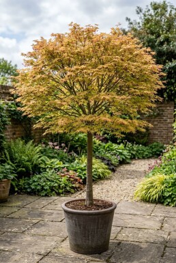 Acer palmatum 'Orange Dream' op stam 120 cm C35