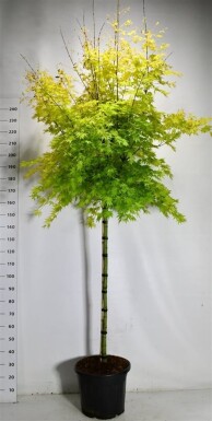 Acer palmatum 'Orange Dream' op stam 120 cm C35