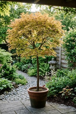 Acer palmatum 'Orange Dream' op stam 120 cm C35