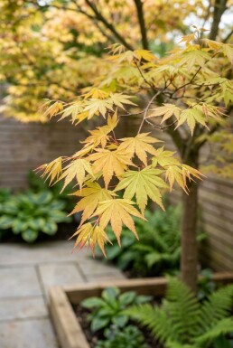 Acer palmatum 'Orange Dream' op stam 120 cm C35
