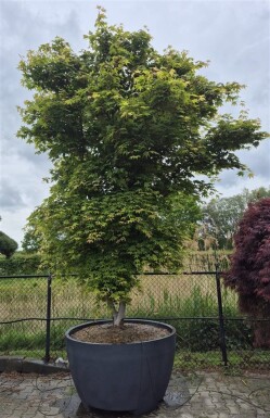 Acer palmatum 'Osakazuki' struik 350-400 cm C1040