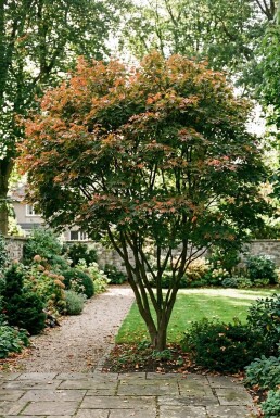 Acer palmatum 'Osakazuki' struik 350-400 cm C1040
