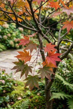 Acer palmatum 'Osakazuki' struik 350-400 cm C1040