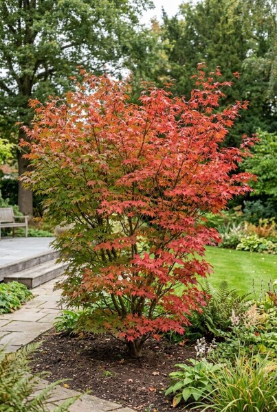 Acer palmatum 'Osakazuki' struik 125-150 cm C15