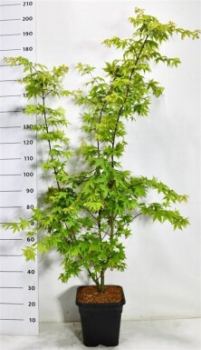 Acer palmatum 'Osakazuki' struik 125-150 cm C15