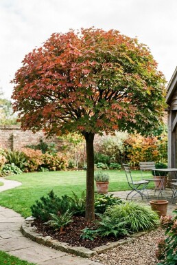 Acer palmatum 'Osakazuki' op stam 120 cm C25