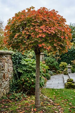 Acer palmatum 'Osakazuki' op stam 120 cm C25
