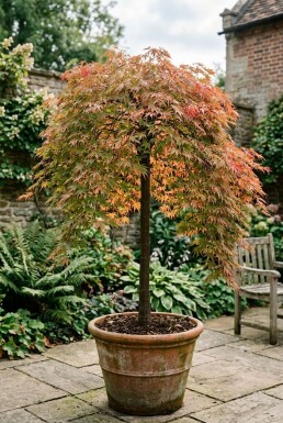 Acer palmatum 'Ryusen' treurvorm op stam 50 cm C35