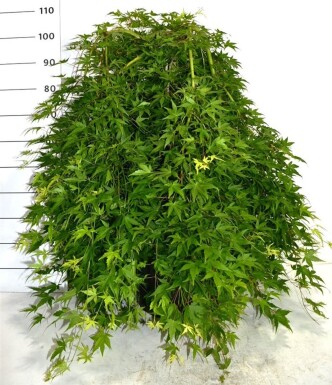 Acer palmatum 'Ryusen' treurvorm op stam 50 cm C35