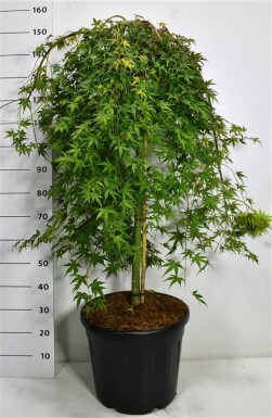 Acer palmatum 'Ryusen' treurvorm op stam 90 cm C35