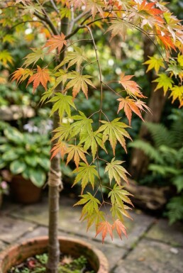 Acer palmatum 'Ryusen' treurvorm op stam 90 cm C35