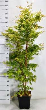 Acer palmatum 'Sangokaku' struik 125-150 cm C15