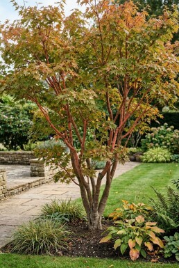 Acer palmatum 'Sangokaku' struik 125-150 cm C15