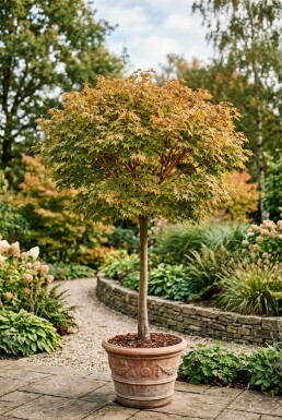 Acer palmatum 'Sangokaku' op stam 120 cm C35