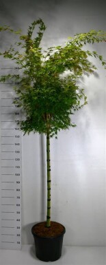 Acer palmatum 'Sangokaku' op stam 120 cm C35