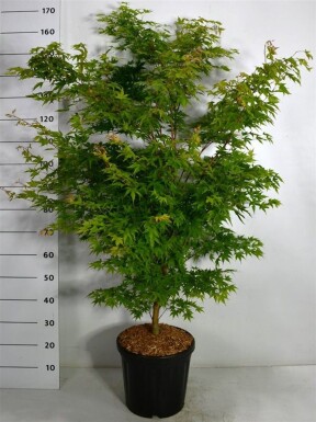 Acer palmatum 'Sangokaku' struik 150-175 cm C35