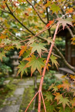 Acer palmatum 'Sangokaku' struik 150-175 cm C35