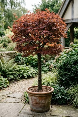 Acer palmatum 'Shaina' op stam 60 cm C15