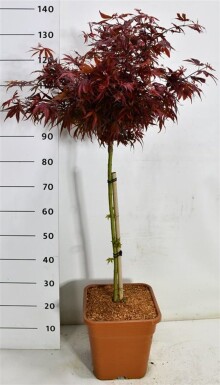 Acer palmatum 'Shaina' op stam 60 cm C15