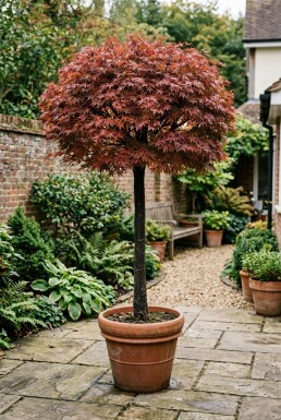 Acer palmatum 'Shaina' op stam 60 cm C15