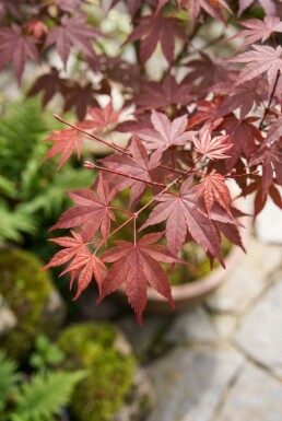 Acer palmatum 'Shaina' op stam 60 cm C15