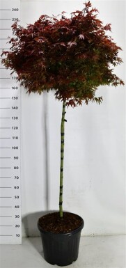 Acer palmatum 'Shaina' op stam 120 cm C35