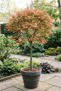 Acer palmatum 'Shin-deshojo' op stam 150 cm C180