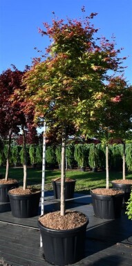 Acer palmatum 'Shin-deshojo' op stam 150 cm C180