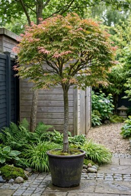 Acer palmatum 'Shin-deshojo' op stam 150 cm C180