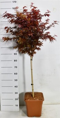Acer palmatum 'Skeeter's Broom' op stam 60 cm C15