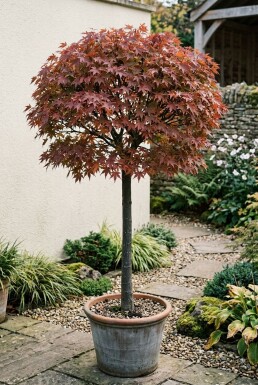 Acer palmatum 'Skeeter's Broom' op stam 120 cm C35