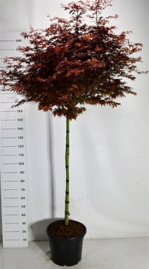 Acer palmatum 'Skeeter's Broom' op stam 120 cm C35