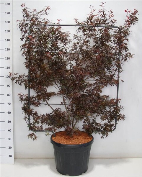 Acer palmatum 'Skeeter's Broom' Scherm 120 cm C45